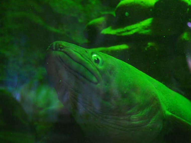 019_oban_sea_life_sanctuary