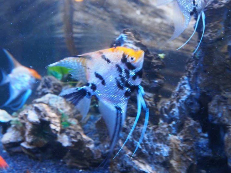 022_oban_sea_life_sanctuary
