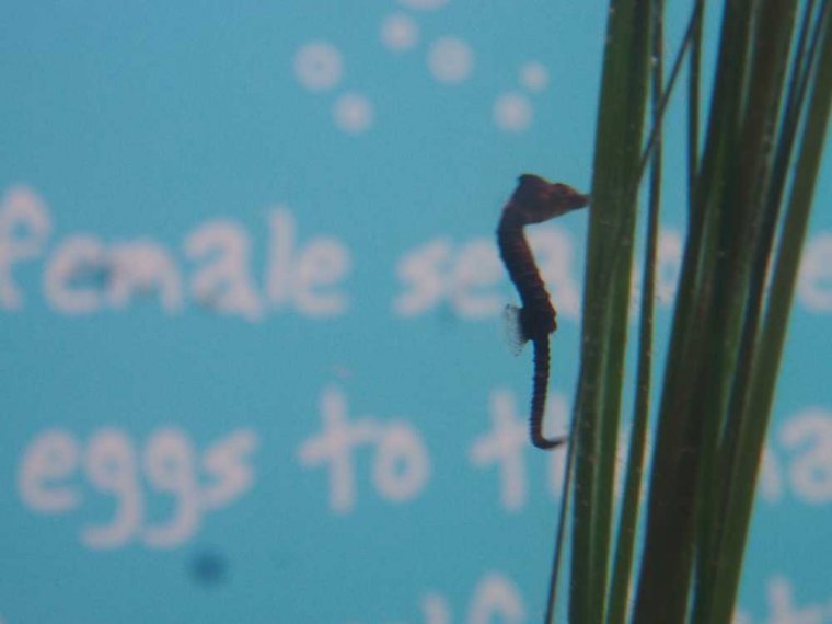 023_oban_sea_life_sanctuary
