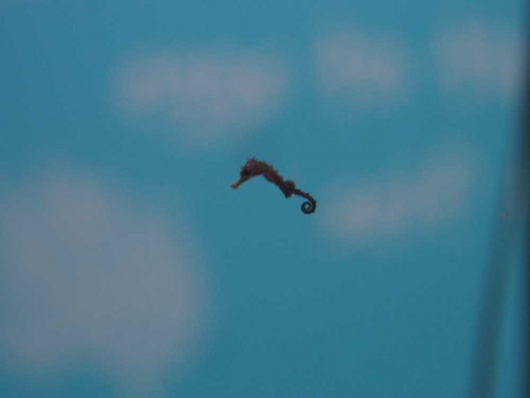 024_oban_sea_life_sanctuary