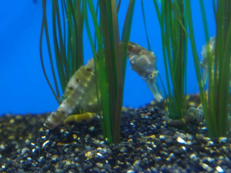 025_oban_sea_life_sanctuary
