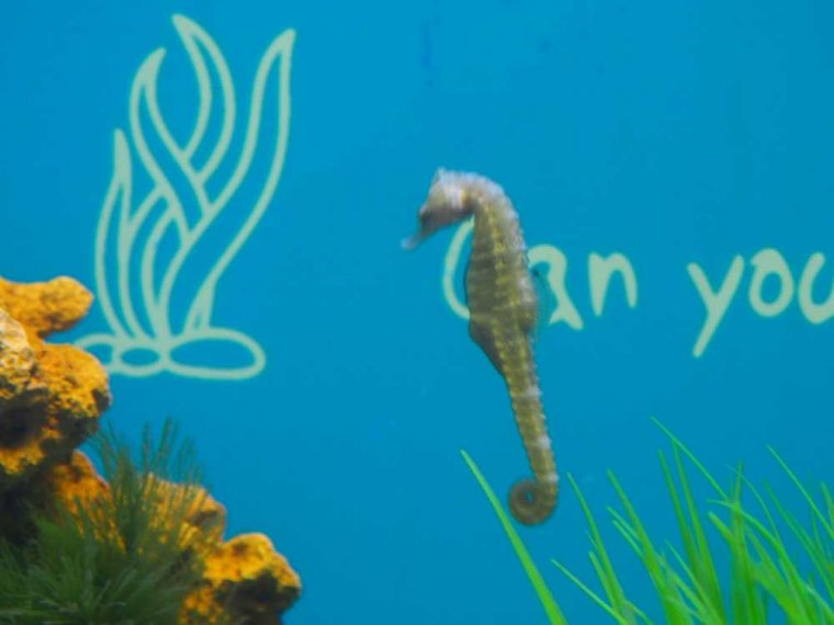 027_oban_sea_life_sanctuary