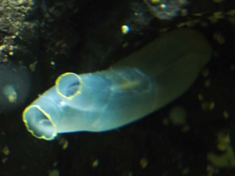 032_oban_sea_life_sanctuary