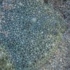 018_oban_sea_life_sanctuary