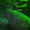019_oban_sea_life_sanctuary