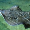021_oban_sea_life_sanctuary