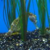 025_oban_sea_life_sanctuary