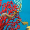 026_oban_sea_life_sanctuary