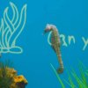 027_oban_sea_life_sanctuary