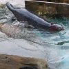 029_oban_sea_life_sanctuary