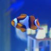 031_oban_sea_life_sanctuary