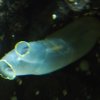 032_oban_sea_life_sanctuary