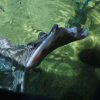 033_oban_sea_life_sanctuary