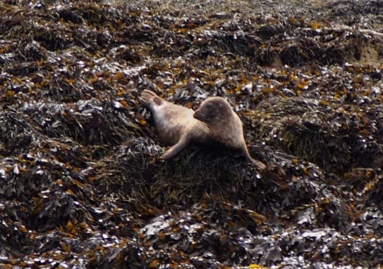 007_ein_absolutes_highlight-seehunde_in_freier_natur