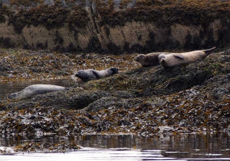 009_ein_absolutes_highlight-seehunde_in_freier_natur