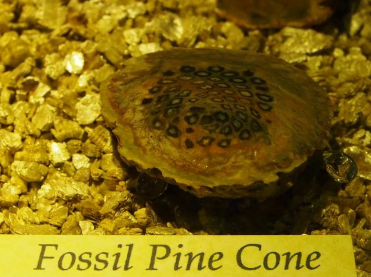 020_corpach-treasures_of_the_earth