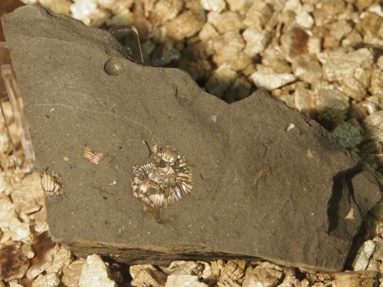 027_corpach-treasures_of_the_earth