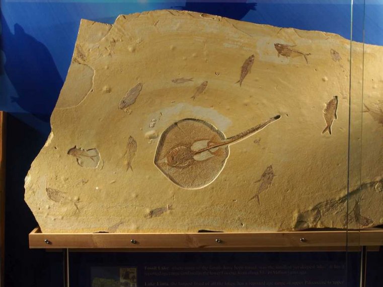 030_corpach-treasures_of_the_earth