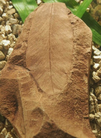 031_corpach-treasures_of_the_earth