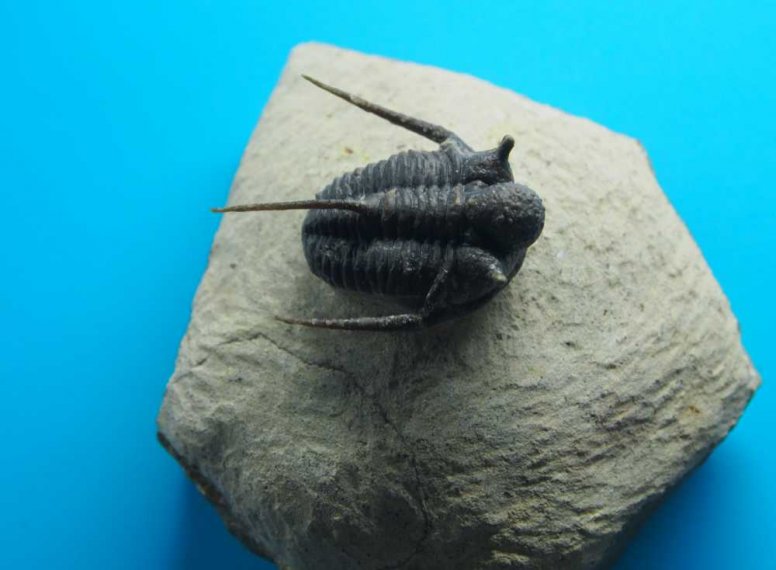 035_corpach-treasures_of_the_earth