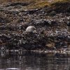 005_ein_absolutes_highlight-seehunde_in_freier_natur