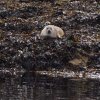 006_ein_absolutes_highlight-seehunde_in_freier_natur
