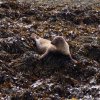 007_ein_absolutes_highlight-seehunde_in_freier_natur