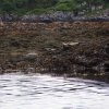 008_ein_absolutes_highlight-seehunde_in_freier_natur