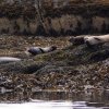 009_ein_absolutes_highlight-seehunde_in_freier_natur