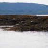 010_ein_absolutes_highlight-seehunde_in_freier_natur