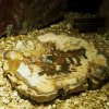 018_corpach-treasures_of_the_earth