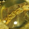 022_corpach-treasures_of_the_earth