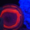026_corpach-treasures_of_the_earth