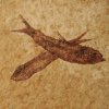 029_corpach-treasures_of_the_earth