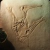 033_corpach-treasures_of_the_earth