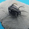 036_corpach-treasures_of_the_earth