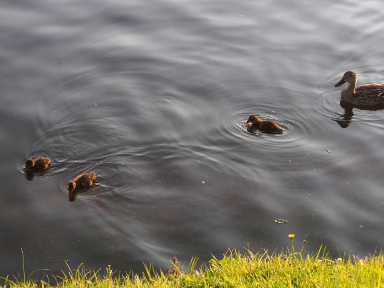 039_seaport_marina_inverness