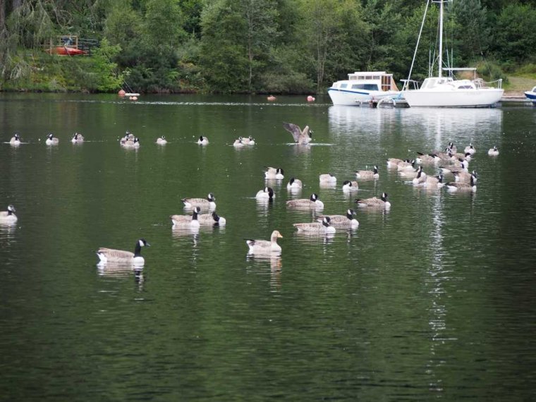 018_fort_augustus_bis_gairlochy