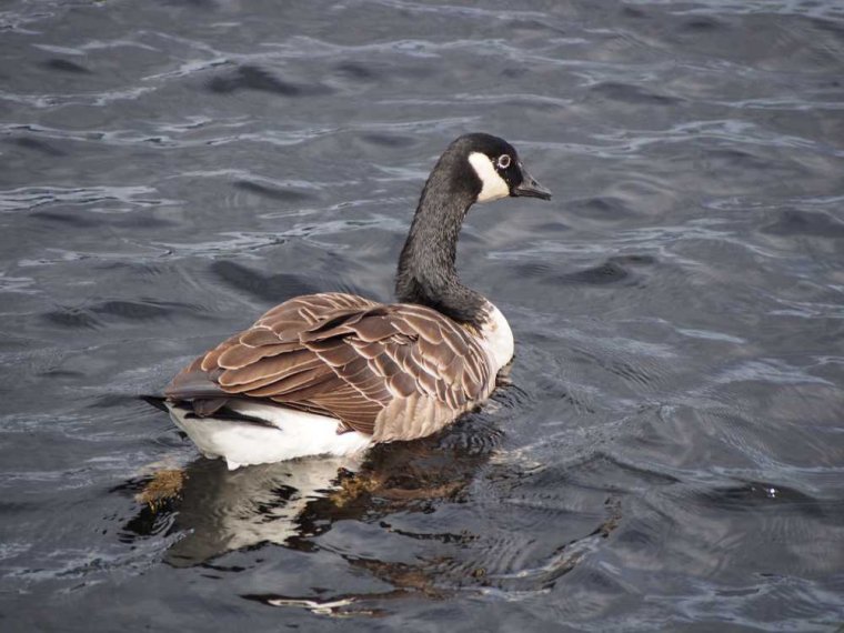 019_fort_augustus_bis_gairlochy