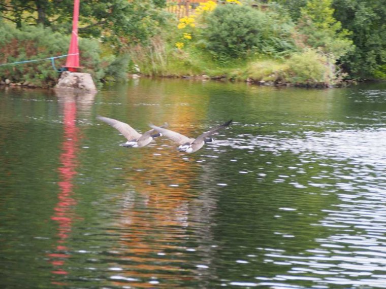 021_fort_augustus_bis_gairlochy