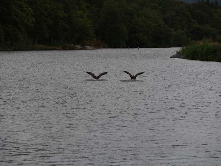 022_fort_augustus_bis_gairlochy