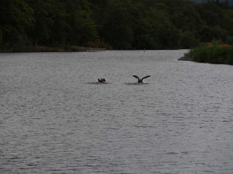 023_fort_augustus_bis_gairlochy