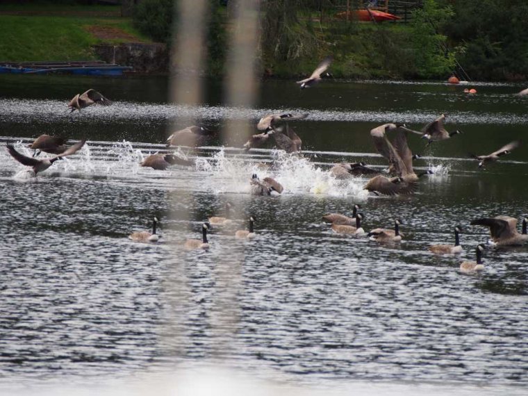 027_fort_augustus_bis_gairlochy