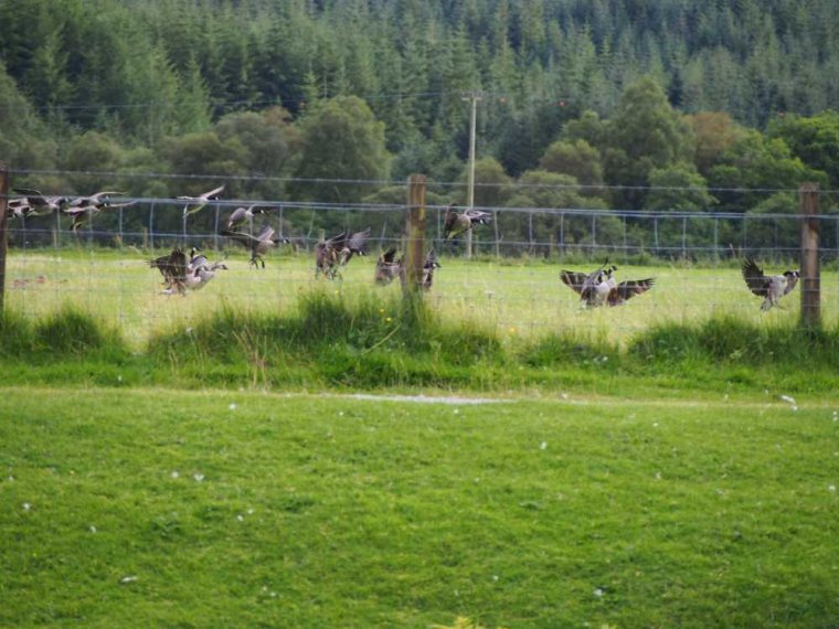 030_fort_augustus_bis_gairlochy