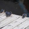009_inverness_bis_fort_augustus