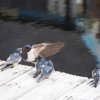 010_inverness_bis_fort_augustus