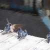 011_inverness_bis_fort_augustus