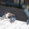012_inverness_bis_fort_augustus