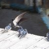 013_inverness_bis_fort_augustus
