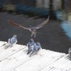 014_inverness_bis_fort_augustus